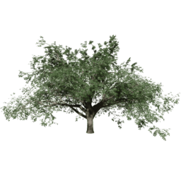 Quercus cerris B summer
