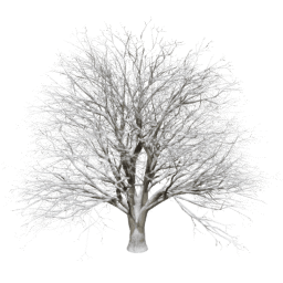 Quercus cerris T winter