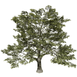 Quercus robur A summer