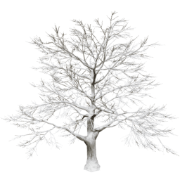 Quercus robur A winter