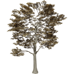 Quercus robur B autumn