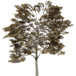 Quercus robur C autumn
