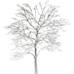 Quercus robur C winter
