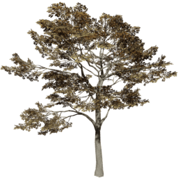 Quercus robur D autumn
