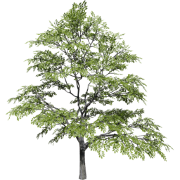 Quercus variabilis spring summer B