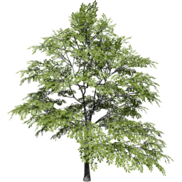 Quercus variabilis spring summer C
