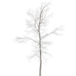 Robinia pseudoacacia B winter
