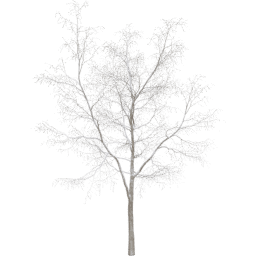 Robinia pseudoacacia C winter