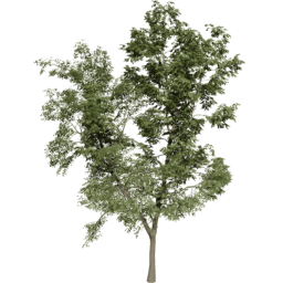 Robinia pseudoacacia D summer