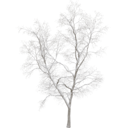 Robinia pseudoacacia D winter