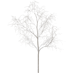 Robinia pseudoacacia E winter