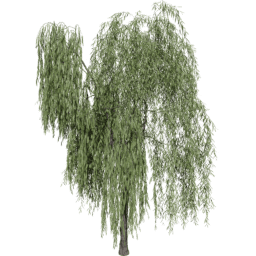 Salix babylonica A summer