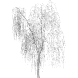 Salix babylonica A winter