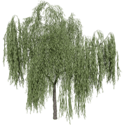 Salix babylonica B summer