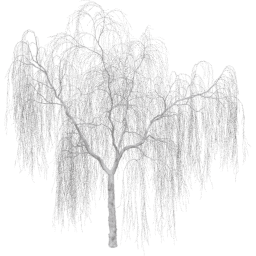 Salix babylonica B winter