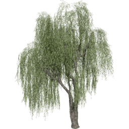 Salix babylonica C summer
