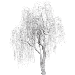 Salix babylonica C winter