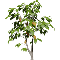 Theobroma cacao C summer