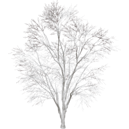 Tilia cordata A winter