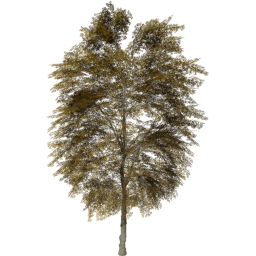 Tilia cordata B autumn