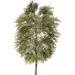 Tilia cordata B spring