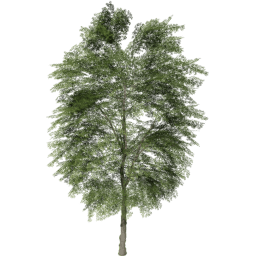 Tilia cordata B summer