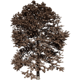 Tilia europaea A autumn