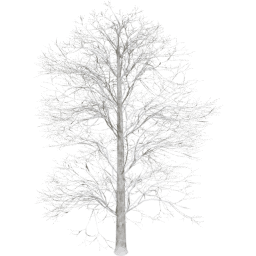 Tilia europaea A winter