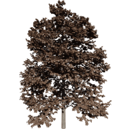 Tilia europaea B autumn