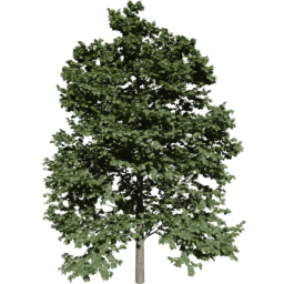 Tilia europaea B summer
