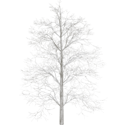 Tilia europaea B winter