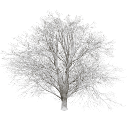 Tilia europaea T winter