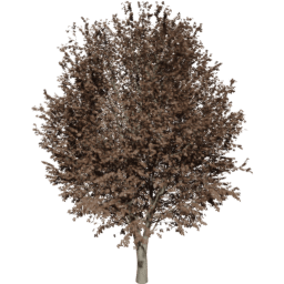 Ulmus minor B autumn