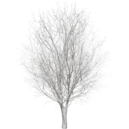 Ulmus minor B winter