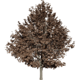 Ulmus minor C autumn