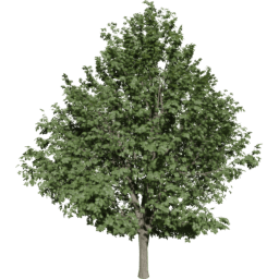 Ulmus minor C summer