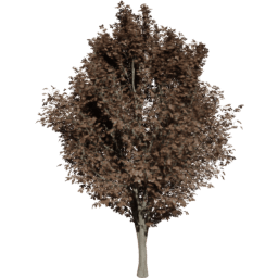 Ulmus minor E autumn