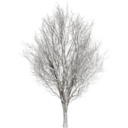 Ulmus minor E winter