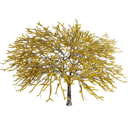 Vachellia caven A spring