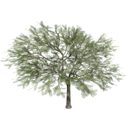 Vachellia caven A summer