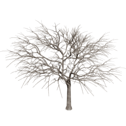 Vachellia caven A winter