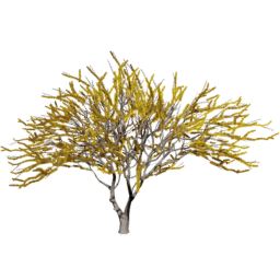 Vachellia caven B spring