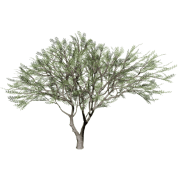 Vachellia caven B summer