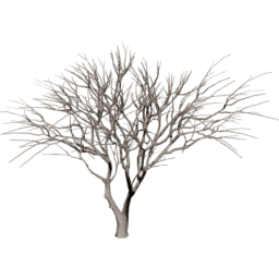 Vachellia caven B winter