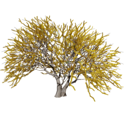 Vachellia caven C spring