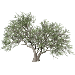Vachellia caven C summer