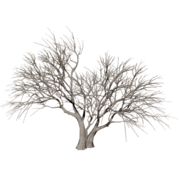Vachellia caven C winter