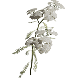 Achillea millefolium A spring summer