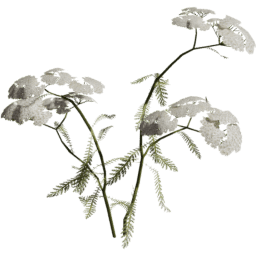 Achillea millefolium B spring summer