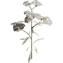 Achillea millefolium C spring summer